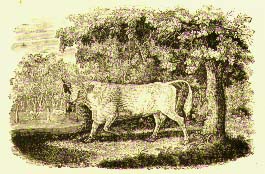 Bewick wood engraving